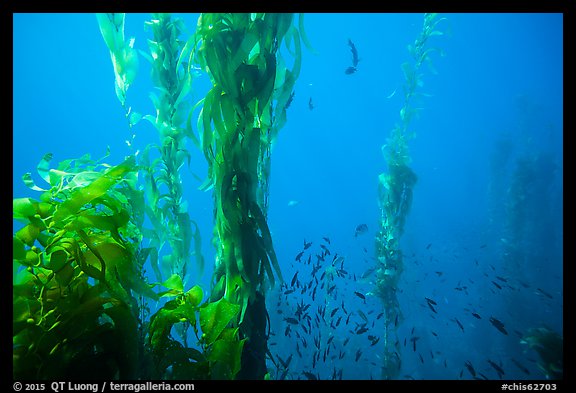 Kelp fronds and school of fish, Santa Barbara Island. Channel Islands National Park (color)