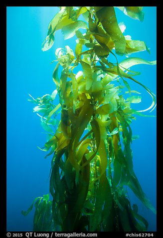 Giant kelp, blades and stipes, Santa Barbara Island. Channel Islands National Park (color)