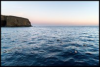 Seabirds at dawn, Santa Barbara Island. Channel Islands National Park ( color)