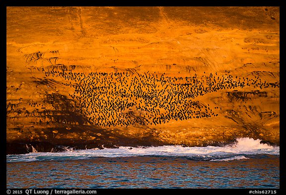 Cormorant colony at sunrise, Santa Barbara Island. Channel Islands National Park (color)