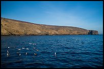 Seabirds and Arch Point, Santa Barbara Island. Channel Islands National Park ( color)