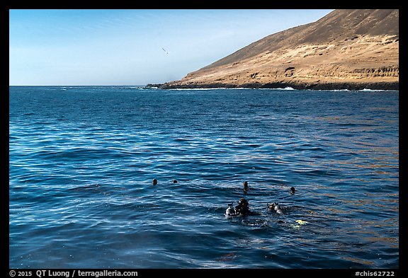 Scuba divers and sea lions on the surface, Santa Barbara Island. Channel Islands National Park (color)