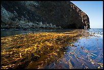 Kelp bed on ocean surface and sea cliff, Santa Cruz Island. Channel Islands National Park ( color)