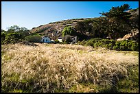 Grasses and former ranch, Scorpion Canyon, Santa Cruz Island. Channel Islands National Park ( color)