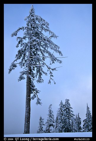 Tall snow-covered pine tree. Crater Lake National Park (color)