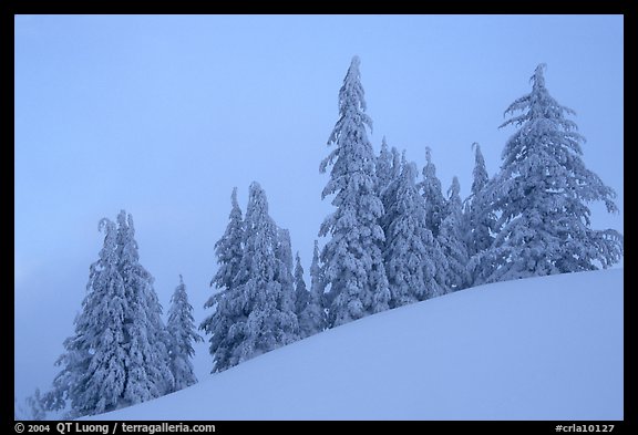 Snow-covered pine trees on a hill. Crater Lake National Park, Oregon, USA.