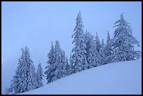 Snow-covered pine trees on a hill. Crater Lake National Park, Oregon, USA. (color)