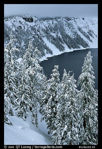 Trees and Lake rim in winter. Crater Lake National Park (color)