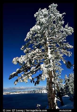 Pine tree with fresh snow on  lake rim. Crater Lake National Park, Oregon, USA.