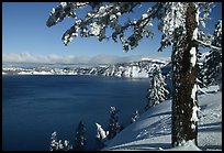 Pine tree with fresh snow on  lake rim. Crater Lake National Park ( color)