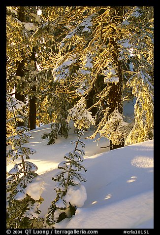 Fresh snow on sunlit branches. Crater Lake National Park, Oregon, USA.