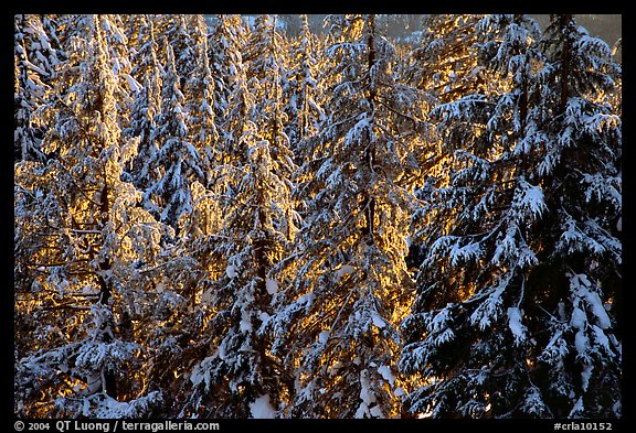Forest with fresh snow and sunset light. Crater Lake National Park, Oregon, USA.