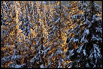 Forest with fresh snow and sunset light. Crater Lake National Park ( color)