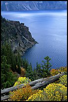Sagebrush on Lake rim. Crater Lake National Park, Oregon, USA.