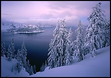 Trees, Wizard Island, and lake, winter dusk. Crater Lake National Park ( color)
