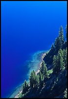 Pine trees and blue waters. Crater Lake National Park, Oregon, USA.