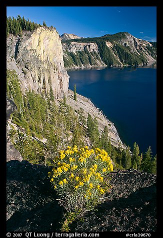 Sage flower and cliff. Crater Lake National Park, Oregon, USA.