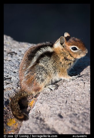 Ground squirel. Crater Lake National Park, Oregon, USA.