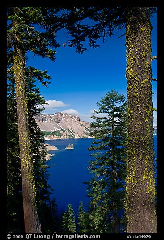 Lake seen between pine trees. Crater Lake National Park, Oregon, USA.