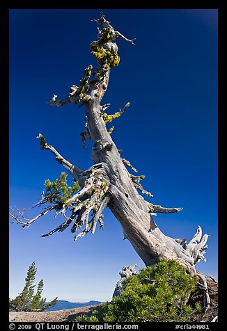 Ancient Whitebark pine and lichen. Crater Lake National Park (color)