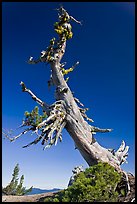 Ancient Whitebark pine and lichen. Crater Lake National Park, Oregon, USA. (color)