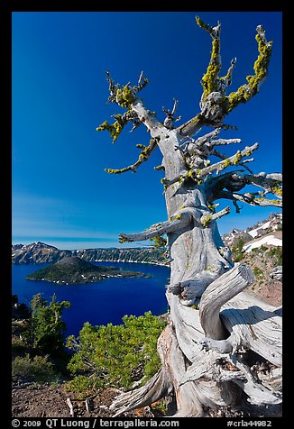 Whitebark pine tree and lake. Crater Lake National Park (color)