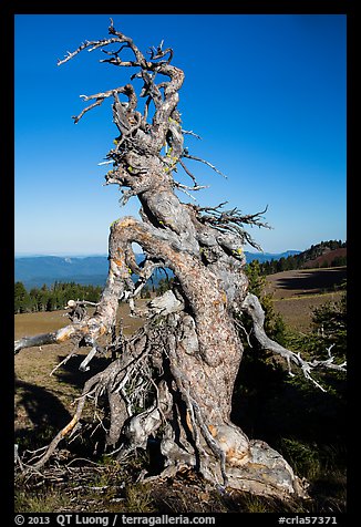 Gnarly whitebark pine tree. Crater Lake National Park (color)
