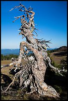 Gnarly whitebark pine tree. Crater Lake National Park ( color)
