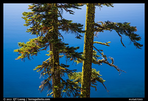 Two tree trunks with lichen profiled agains blue waters, Wizard Island. Crater Lake National Park, Oregon, USA.