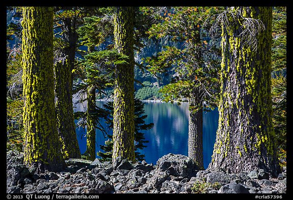 Western Hemlock (Tsuga mertensiana) trunks, Wizard Island. Crater Lake National Park, Oregon, USA.