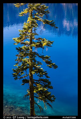 Tree and transparent blue waters, Wizard Island. Crater Lake National Park (color)