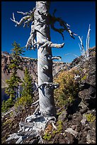 Whitebark pines on Wizard Island cinder cone. Crater Lake National Park ( color)
