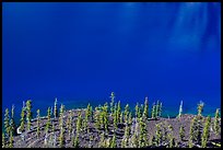 Hemlock trees on lava rocks bordering blue waters of Skell Channel, Wizard Island. Crater Lake National Park ( color)
