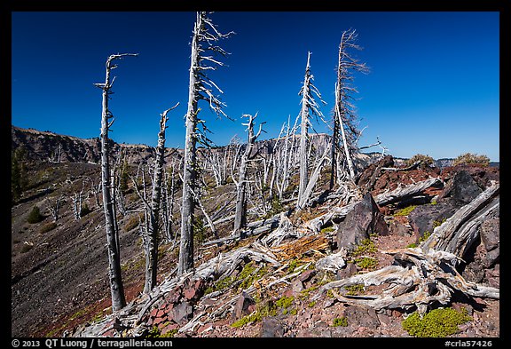 Grove of Whitebark pines on top of Wizard Island cinder cone. Crater Lake National Park, Oregon, USA.
