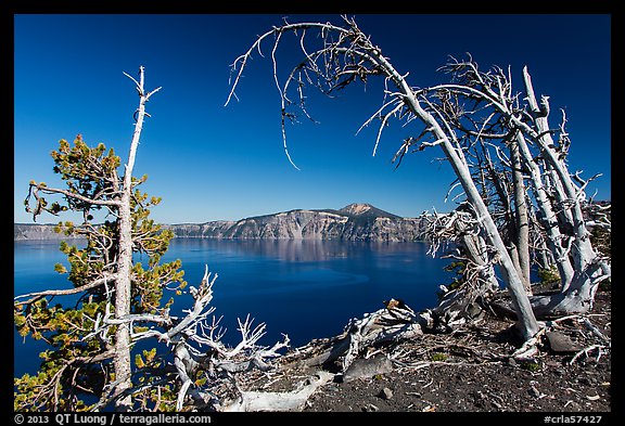 Lake and Mount Scott framed by Whitebark pines on top of Wizard Island cinder cone. Crater Lake National Park, Oregon, USA.