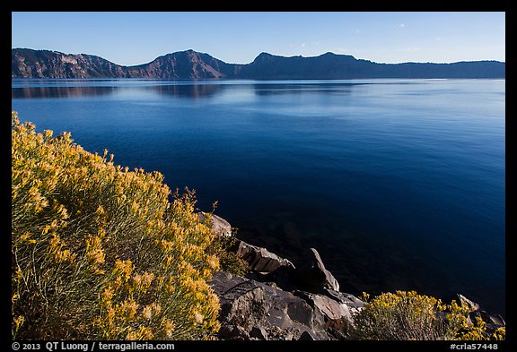 Rabbitbrush in late summer, Cleetwood Cove. Crater Lake National Park (color)