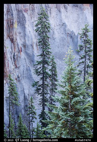 Trees and fossilized ash wall, Munson Creek. Crater Lake National Park (color)