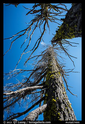 Looking up trees skeletons. Crater Lake National Park (color)