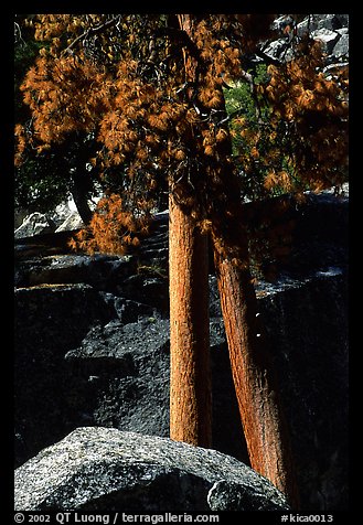 Pine trees with yellowed leaves, Cedar Grove. Kings Canyon National Park (color)