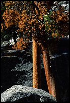 Pine trees with yellowed leaves, Cedar Grove. Kings Canyon National Park ( color)