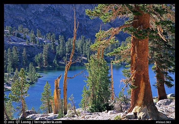 Pines and Rae Lake. Kings Canyon National Park (color)