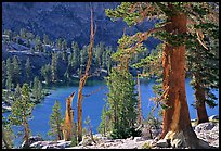 Pines and Rae Lake. Kings Canyon National Park, California, USA.