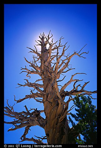 Dead lodgepole pine tree. Kings Canyon National Park (color)
