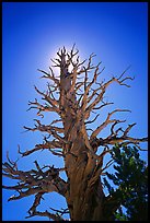 Dead lodgepole pine tree. Kings Canyon National Park, California, USA.