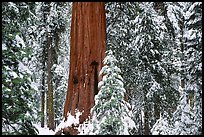 Sequoias in Grant Grove, winter. Kings Canyon National Park, California, USA. (color)