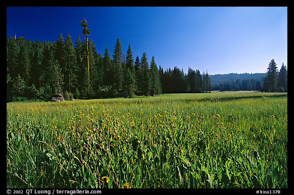 Indian Basin Meadow, summer afternoon. Giant Sequoia National Monument, Sequoia National Forest, California, USA (color)