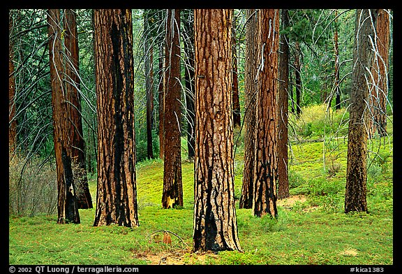Pines in Cedar Grove. Kings Canyon National Park, California, USA.