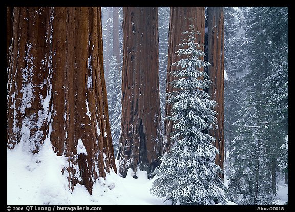 Sequoias in winter snow storm, Grant Grove. Kings Canyon National Park (color)