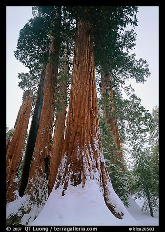 Giant Sequoia trees (Sequoia giganteum) in winter, Grant Grove. Kings Canyon National Park, California, USA.