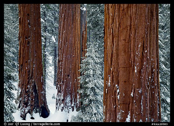 Sequoias (Sequoiadendron giganteum) and pine trees covered with fresh snow, Grant Grove. Kings Canyon National Park (color)